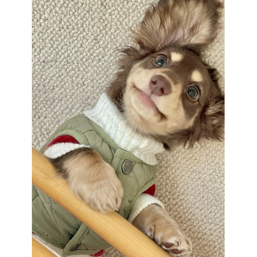 臘腸衣服狗狗毛衣小型犬貓咪幼犬保暖寵物加厚秋冬裝聖誕節打底衫 臘腸衣服狗狗毛衣小型犬貓咪幼犬保暖寵物加厚秋冬裝聖誕節打底衫