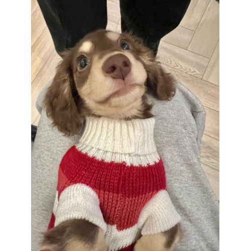 臘腸衣服狗狗毛衣小型犬貓咪幼犬保暖寵物加厚秋冬裝聖誕節打底衫 臘腸衣服狗狗毛衣小型犬貓咪幼犬保暖寵物加厚秋冬裝聖誕節打底衫