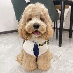 可卡布衣服泰迪飛行員cos變身裝狗狗馬爾泰搞怪搞笑機長製服拍照