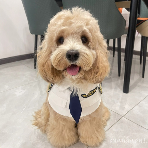 可卡布衣服泰迪飛行員cos變身裝狗狗馬爾泰搞怪搞笑機長製服拍照 可卡布衣服泰迪飛行員cos變身裝狗狗馬爾泰搞怪搞笑機長製服拍照