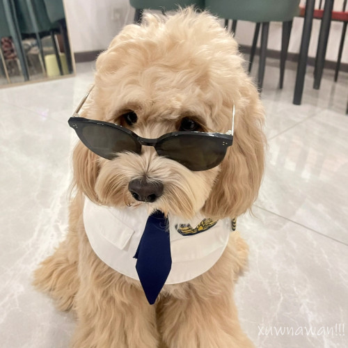 可卡布衣服泰迪飛行員cos變身裝狗狗馬爾泰搞怪搞笑機長製服拍照 可卡布衣服泰迪飛行員cos變身裝狗狗馬爾泰搞怪搞笑機長製服拍照