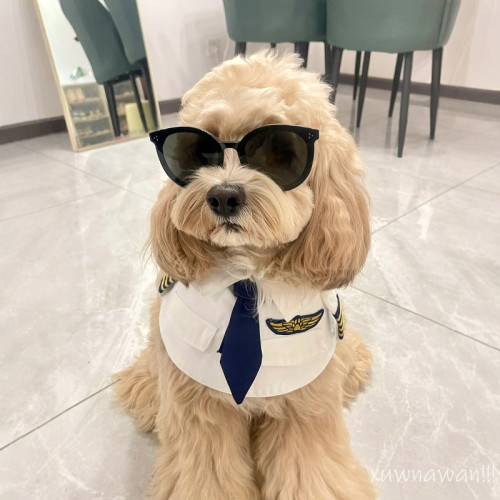 可卡布衣服泰迪飛行員cos變身裝狗狗馬爾泰搞怪搞笑機長製服拍照 可卡布衣服泰迪飛行員cos變身裝狗狗馬爾泰搞怪搞笑機長製服拍照