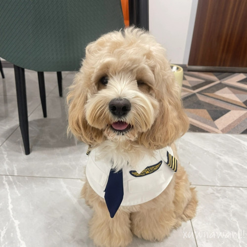 可卡布衣服泰迪飛行員cos變身裝狗狗馬爾泰搞怪搞笑機長製服拍照 可卡布衣服泰迪飛行員cos變身裝狗狗馬爾泰搞怪搞笑機長製服拍照