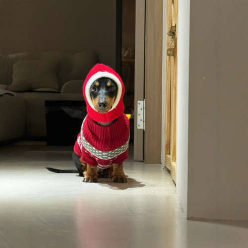 臘腸犬帽子聖誕節裝扮聖誕帽新年喜慶搞怪狗狗冬季保暖毛絨小紅帽 臘腸犬帽子聖誕節裝扮聖誕帽新年喜慶搞怪狗狗冬季保暖毛絨小紅帽