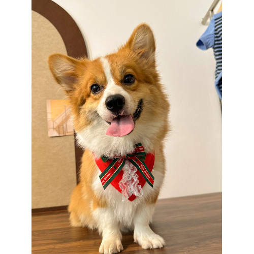 寵佰萬|狗狗聖誕節寵物圍兜領帶柯基柴犬秋冬英倫口水巾節日裝飾 寵佰萬|狗狗聖誕節寵物圍兜領帶柯基柴犬秋冬英倫口水巾節日裝飾
