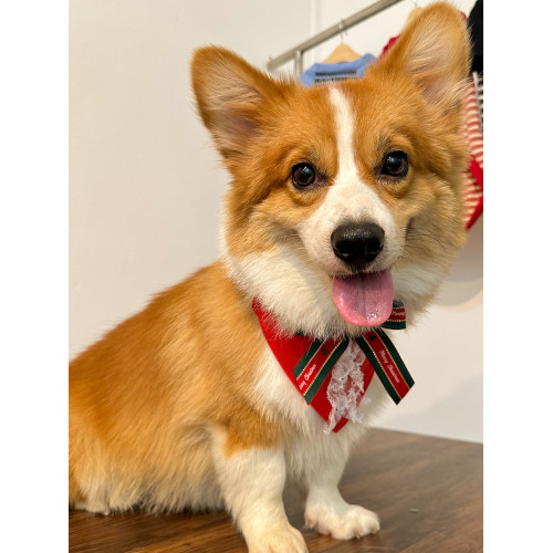 寵佰萬|狗狗聖誕節寵物圍兜領帶柯基柴犬秋冬英倫口水巾節日裝飾 寵佰萬|狗狗聖誕節寵物圍兜領帶柯基柴犬秋冬英倫口水巾節日裝飾