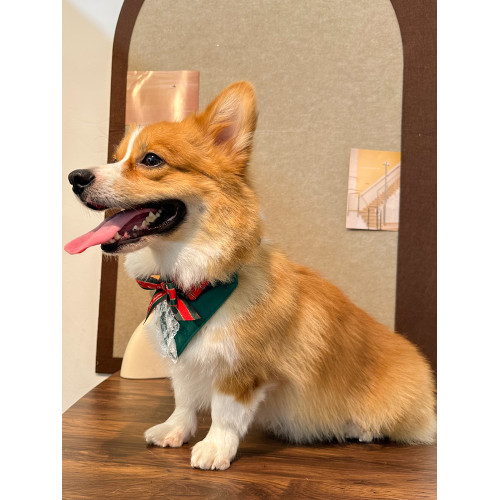 寵佰萬|狗狗聖誕節寵物圍兜領帶柯基柴犬秋冬英倫口水巾節日裝飾 寵佰萬|狗狗聖誕節寵物圍兜領帶柯基柴犬秋冬英倫口水巾節日裝飾