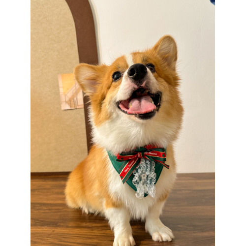 寵佰萬|狗狗聖誕節寵物圍兜領帶柯基柴犬秋冬英倫口水巾節日裝飾 寵佰萬|狗狗聖誕節寵物圍兜領帶柯基柴犬秋冬英倫口水巾節日裝飾