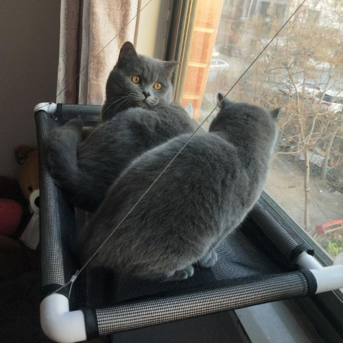 貓吊床掛窩吸盤式貓窩四季通用貓咪陽台吊床窩秋千小寵物貓咪用品 貓吊床掛窩吸盤式貓窩四季通用貓咪陽台吊床窩秋千小寵物貓咪用品