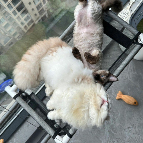 貓吊床掛窩吸盤式貓窩四季通用貓咪陽台吊床窩秋千小寵物貓咪用品 貓吊床掛窩吸盤式貓窩四季通用貓咪陽台吊床窩秋千小寵物貓咪用品