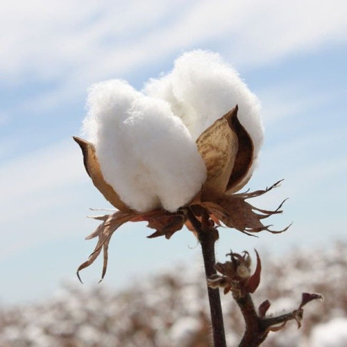 50條裝純棉白色小方巾酒店幼兒園KTV餐廳擦手巾毛巾四方飯店抹布