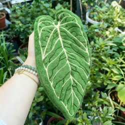 植物葉子清潔去除灰塵清潔工具多肉葉片清理去污除塵園藝洗擦手巾