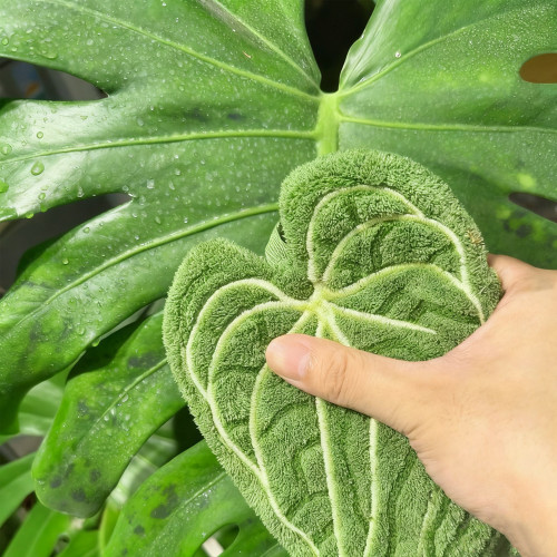 植物葉子清潔去除灰塵清潔工具多肉葉片清理去污除塵園藝洗擦手巾